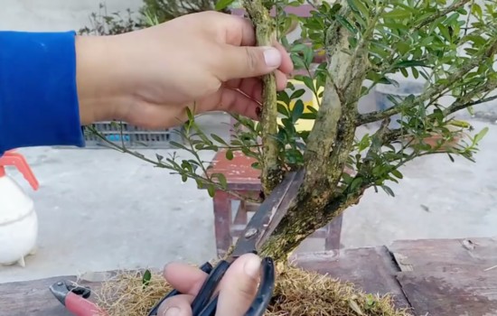 黄杨修剪树枝的方法