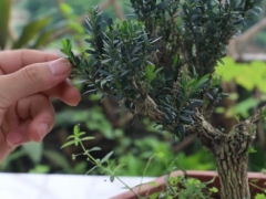 黄杨盆景怎么摘心