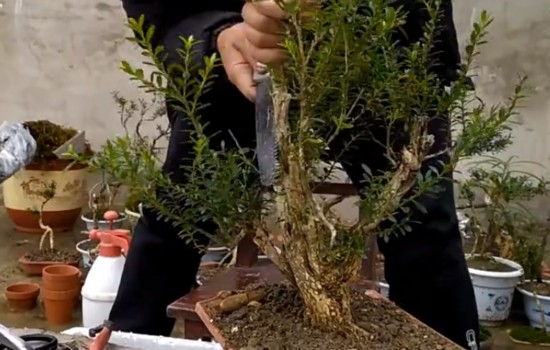 黄杨盆景冬天可以修剪吗