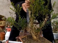 黄杨盆景冬天可以修剪吗