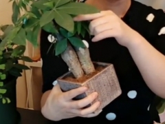 发财树剪叶子怎么剪 这两种叶子必须剪掉