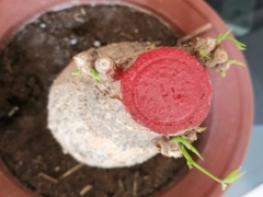 发财树打芽后多久可以出新芽