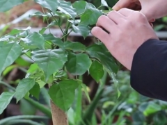 幸福树长得又细又高怎么办