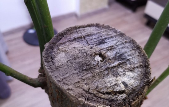 发财树顶部烂必须锯掉吗