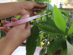 发财树什么时候剪枝打顶最好