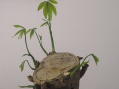 发财树新芽太多需要剪吗
