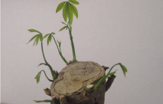 发财树新芽太多需要剪吗