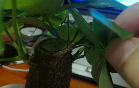 发财树叶子断了直接剪掉吗