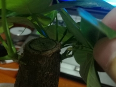 发财树叶子断了直接剪掉吗