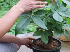 发财树打顶后还会发新芽吗