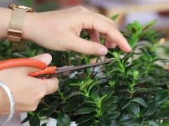 金鱼吊兰开花能修剪吗