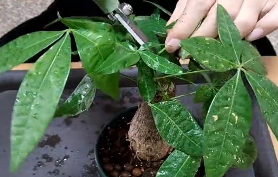 发财树长得太高了可以修剪吗