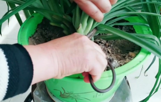 吊兰徒长后可以剪光吗