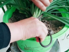 吊兰徒长后可以剪光吗