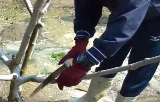 无花果什么时候剪枝过冬
