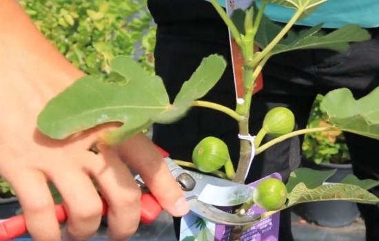 无花果果实太多要不要摘除一些