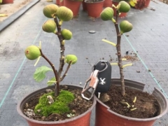 无花果坐果后要把叶子摘掉吗