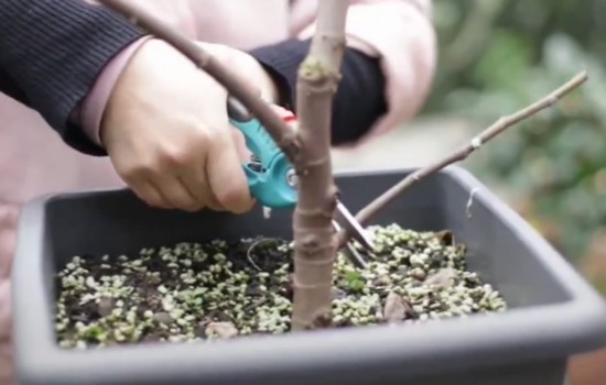 盆栽无花果剪枝图片