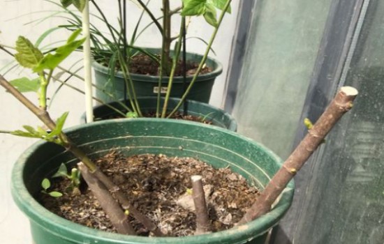 无花果第一年怎么修剪