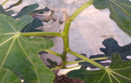 无花果在结果的时候能打顶吗