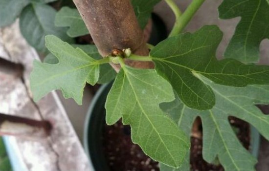 无花果夏天能剪枝吗