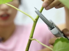 家庭盆栽无花果的修剪技巧