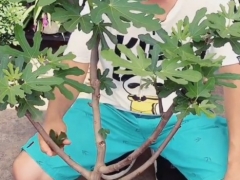 无花果如何抹芽
