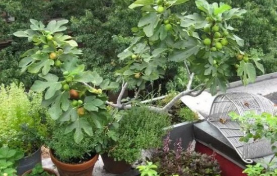 阳台盆栽无花果长得太高怎么办