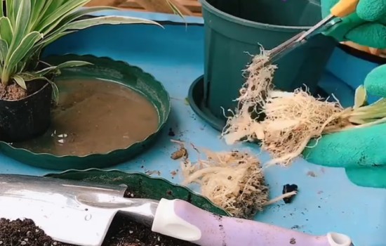 吊兰根系太密怎么办