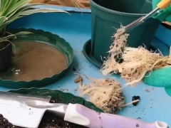 吊兰根系太密怎么办