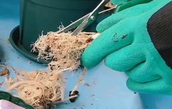 如何修剪吊兰根系