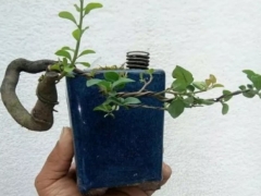 老鸦柿挂果后要摘叶吗