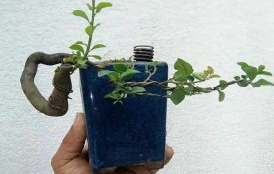老鸦柿挂果后要摘叶吗