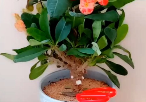 虎刺梅枝条太多怎么办