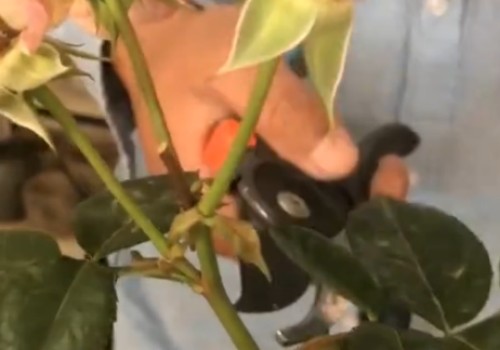 月季花花谢后如何剪枝