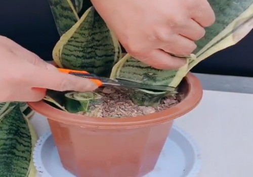 虎皮兰的叶子怎样修剪
