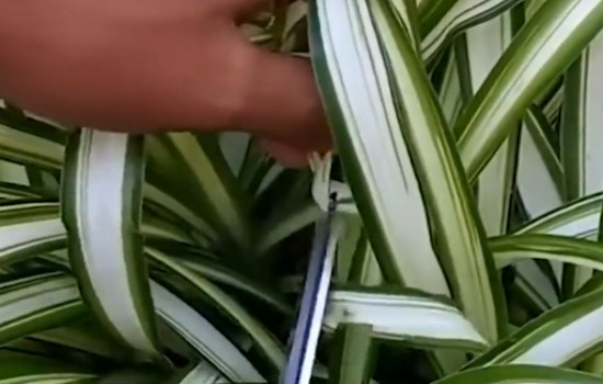 吊兰夏天怎么修剪