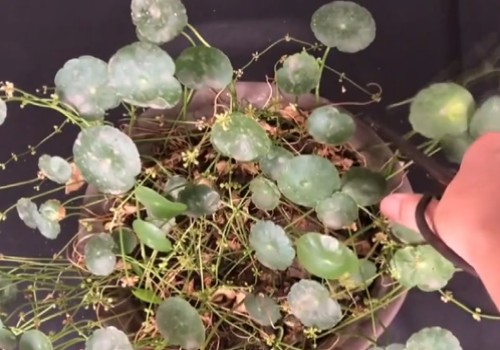 铜钱草开花需要剪掉吗