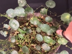 铜钱草开花需要剪掉吗