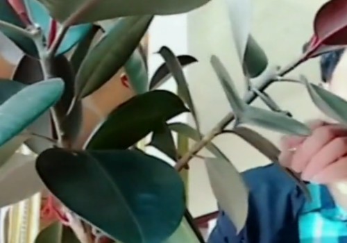 橡皮树打顶后不发侧芽怎么办