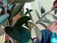 橡皮树打顶后不发侧芽怎么办