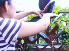 橡皮树怎么长侧芽