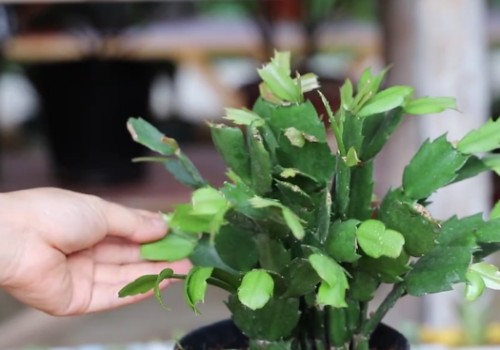 蟹爪兰新芽怎样处理