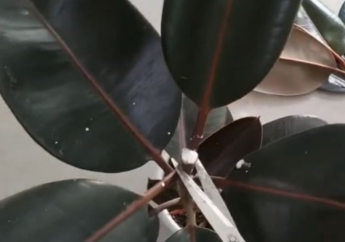 橡皮树头重脚轻怎么办2