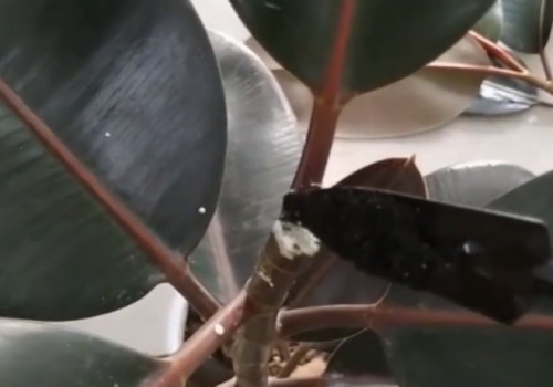 橡皮树头重脚轻怎么办3