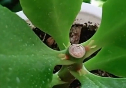 长寿花小苗打顶留几片叶子