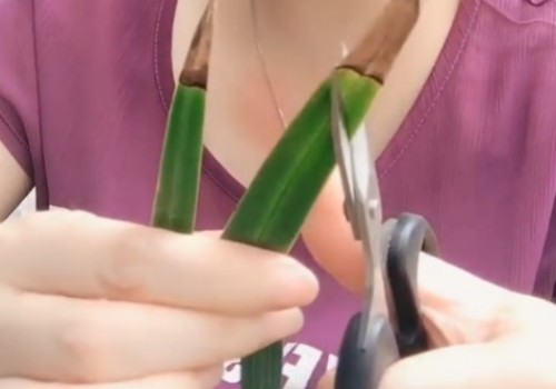 兰花叶子焦尖需要剪掉吗3