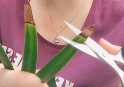 兰花叶子焦尖需要剪掉吗2