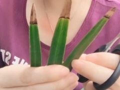 兰花叶子焦尖需要剪掉吗