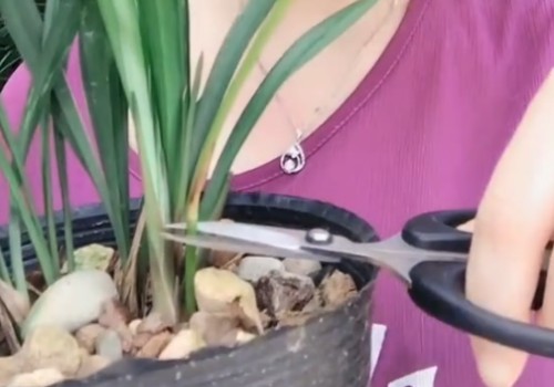 兰花开花后花茎怎么剪